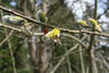 Bee On Salix Image